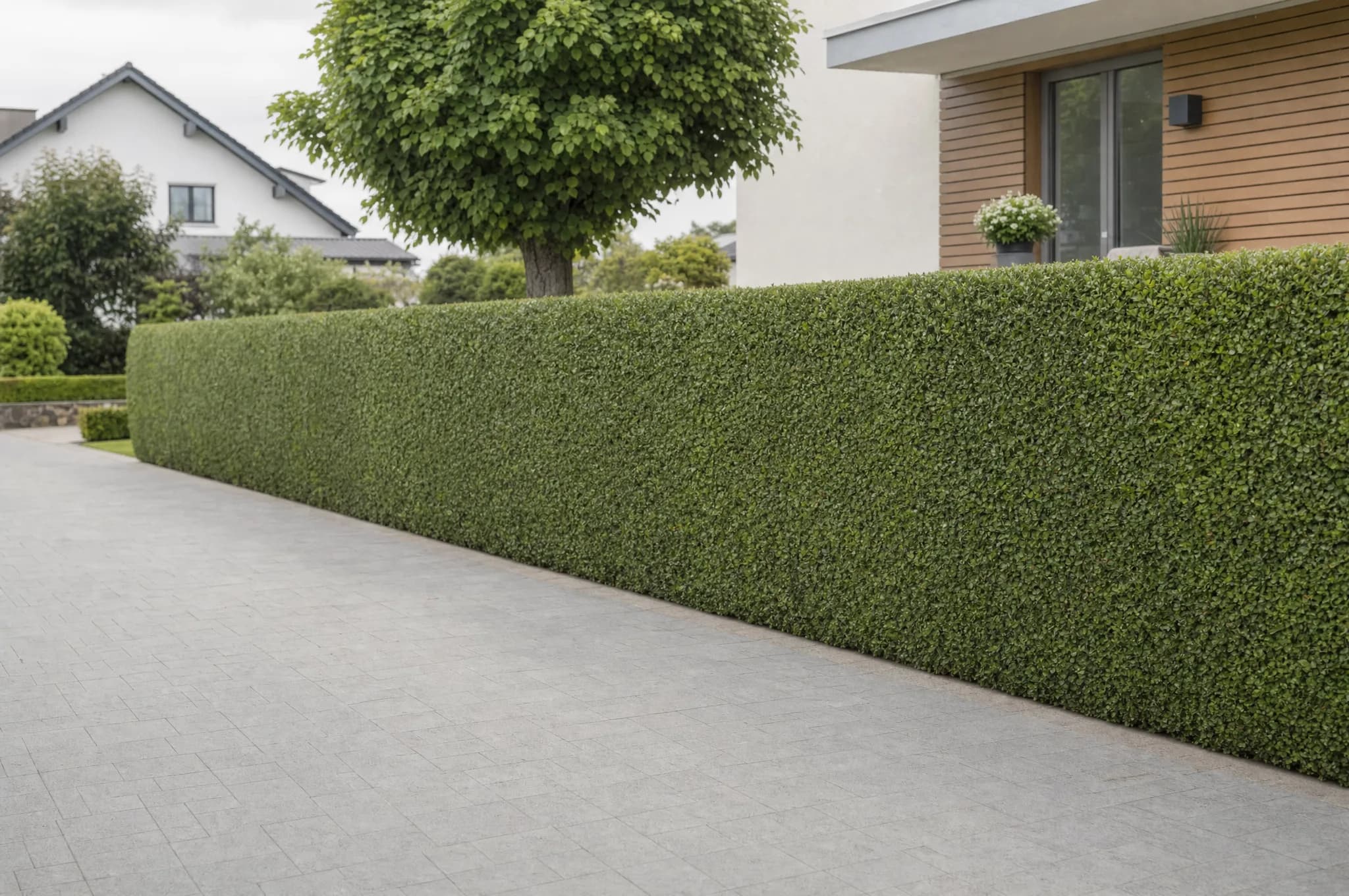 Akkurat geschnittene Hecke entlang eines gepflegten Gartenwegs